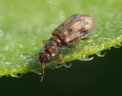 Réf. 244 594 : Cartodere bifasciata